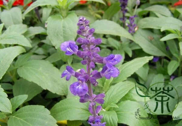 Salvia Japonica, East Asian Sage Seed 2000 PCS, Carnosic Shuweicao - Image 5