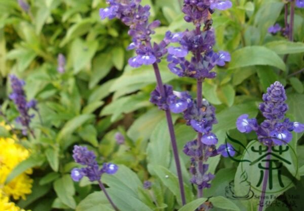 Salvia Japonica, East Asian Sage Seed 2000 PCS, Carnosic Shuweicao - Image 6