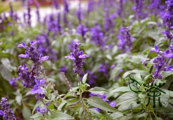 Salvia Japonica, East Asian Sage Seed 2000 PCS, Carnosic Shuweicao