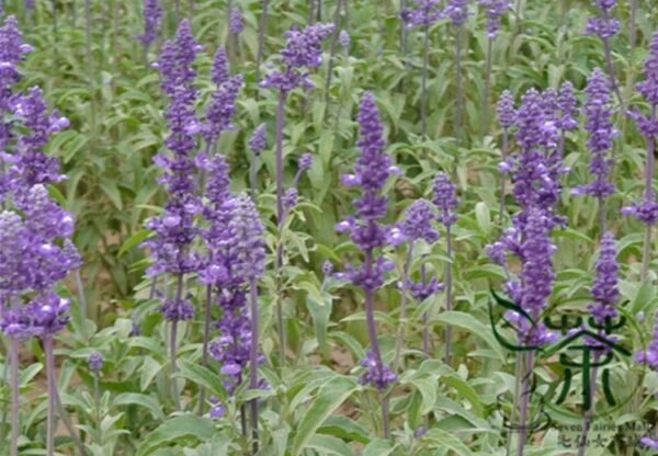 Salvia Japonica, East Asian Sage Seed 2000 PCS, Carnosic Shuweicao - Image 7