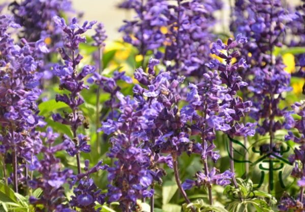 Salvia Japonica, East Asian Sage Seed 2000 PCS, Carnosic Shuweicao - Image 8