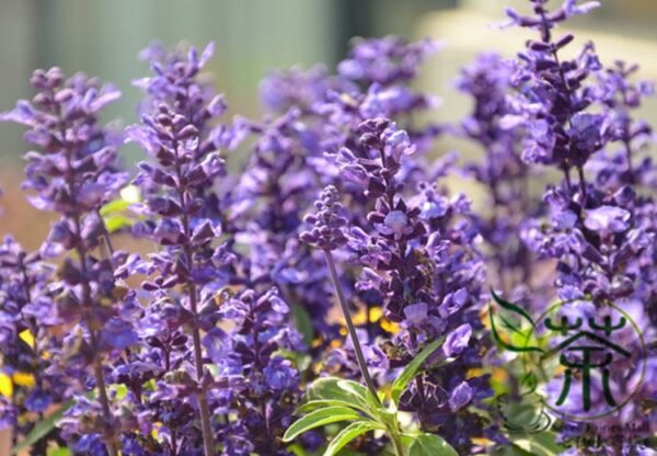 Salvia Japonica, East Asian Sage Seed 2000 PCS, Carnosic Shuweicao - Image 9