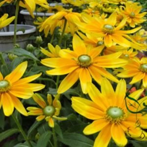 Rudbeckia Laciniata, Cutleaf Coneflower Seeds 3000 PCS, Jinguangju