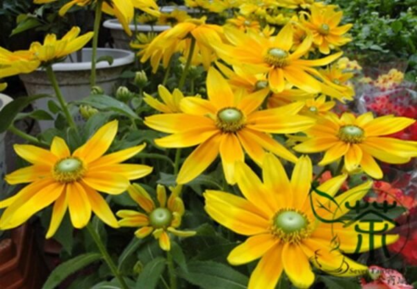 Rudbeckia Laciniata, Cutleaf Coneflower Seeds 3000 PCS, Jinguangju