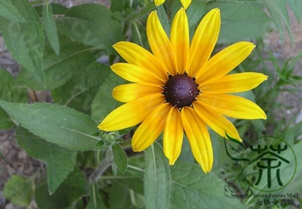 Rudbeckia Laciniata, Cutleaf Coneflower Seeds 3000 PCS, Jinguangju - Image 3