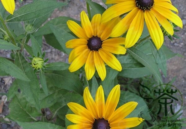 Rudbeckia Laciniata, Cutleaf Coneflower Seeds 3000 PCS, Jinguangju - Image 4