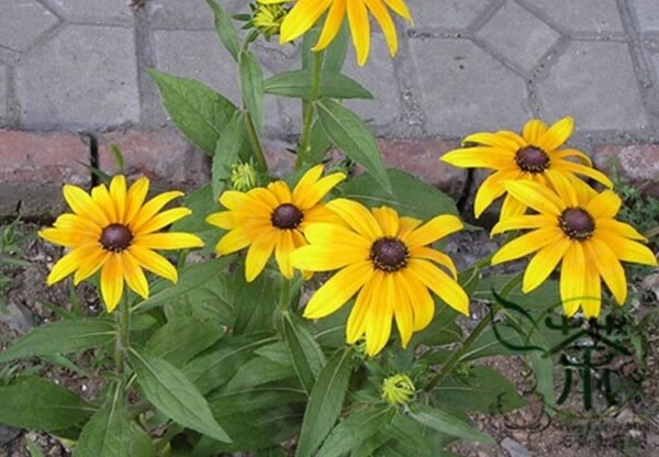 Rudbeckia Laciniata, Cutleaf Coneflower Seeds 3000 PCS, Jinguangju - Image 5