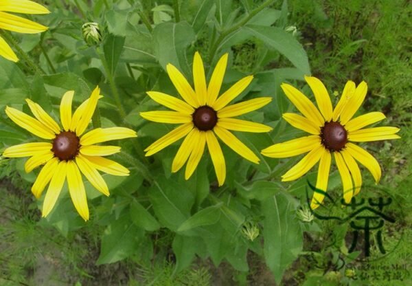 Rudbeckia Laciniata, Cutleaf Coneflower Seeds 3000 PCS, Jinguangju - Image 6