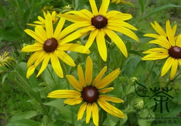 Rudbeckia Laciniata, Cutleaf Coneflower Seeds 3000 PCS, Jinguangju - Image 7