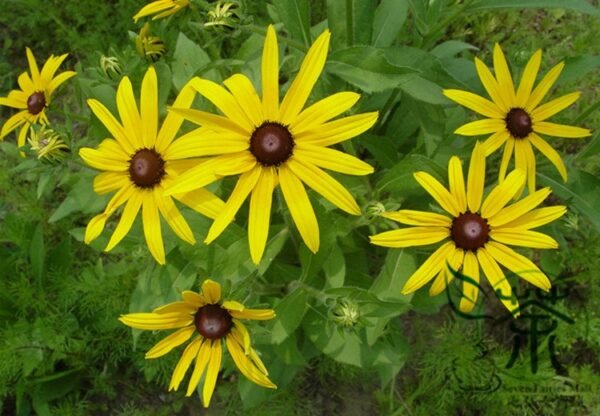 Rudbeckia Laciniata, Cutleaf Coneflower Seeds 3000 PCS, Jinguangju - Image 8