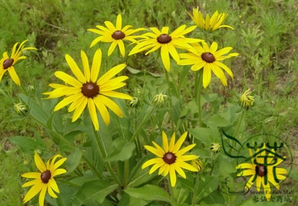 Rudbeckia Laciniata, Cutleaf Coneflower Seeds 3000 PCS, Jinguangju - Image 9