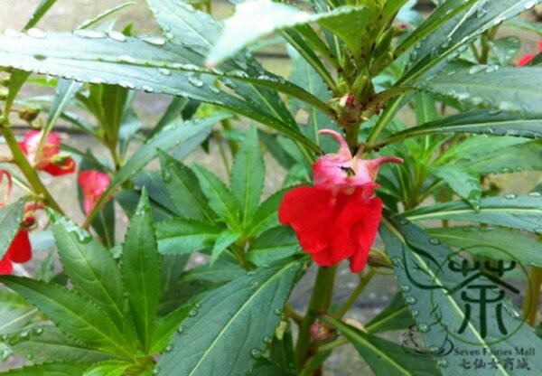 Rose Balsam, Impatiens Balsamina Seed 1000 PCS, Fengxianhua - Image 6