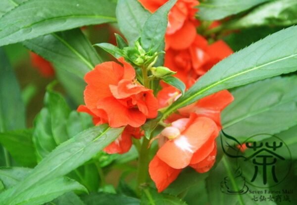 Rose Balsam, Impatiens Balsamina Seed 1000 PCS, Fengxianhua - Image 7