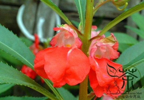 Rose Balsam, Impatiens Balsamina Seed 1000 PCS, Fengxianhua - Image 8