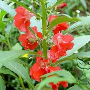 Rose Balsam, Impatiens Balsamina Seed 1000 PCS, Fengxianhua