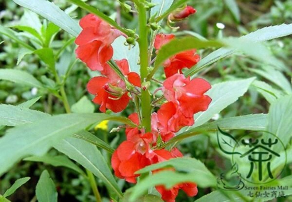 Rose Balsam, Impatiens Balsamina Seed 1000 PCS, Fengxianhua