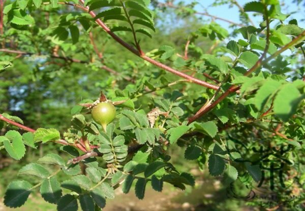 Rosa Xanthina, Manchu Rose Seed 2000 PCS, Huangcimei - Image 6