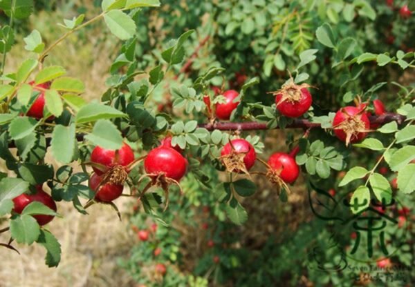 Rosa Xanthina, Manchu Rose Seed 2000 PCS, Huangcimei - Image 9