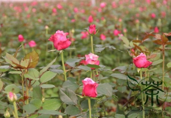 Rosa Rugosa, Rugosa Rose Seed 2000 PCS, Ramanas Rose Meigui - Image 6