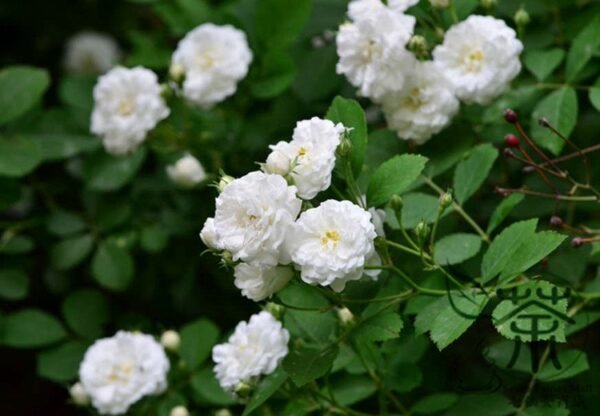 Rosa Multiflora, Seven-sisters Rose Seed 2000 PCS, White Multiflora Rose Baicimei