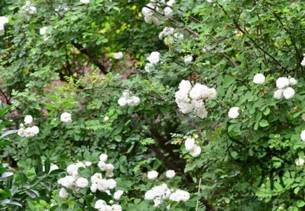 Rosa Multiflora, Seven-sisters Rose Seed 2000 PCS, White Multiflora Rose Baicimei - Image 2