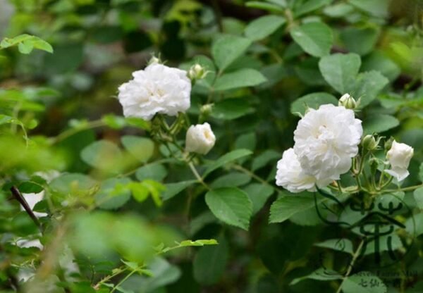 Rosa Multiflora, Seven-sisters Rose Seed 2000 PCS, White Multiflora Rose Baicimei - Image 3