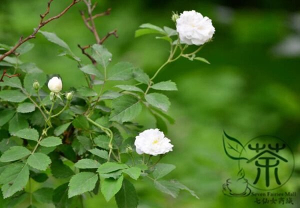 Rosa Multiflora, Seven-sisters Rose Seed 2000 PCS, White Multiflora Rose Baicimei - Image 4