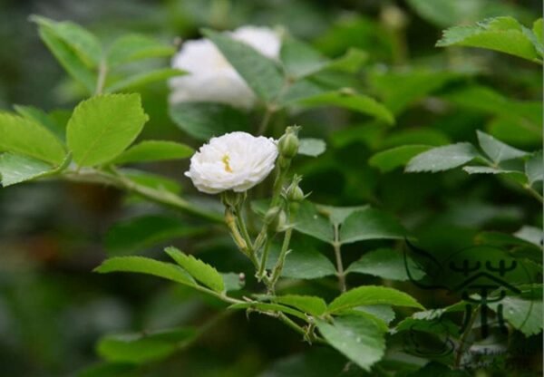 Rosa Multiflora, Seven-sisters Rose Seed 2000 PCS, White Multiflora Rose Baicimei - Image 5