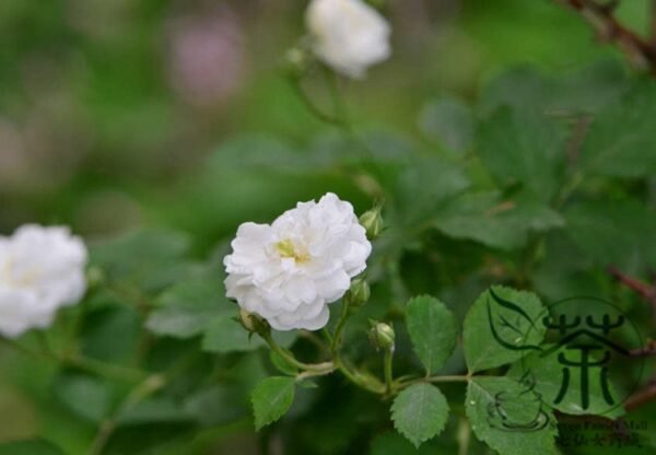 Rosa Multiflora, Seven-sisters Rose Seed 2000 PCS, White Multiflora Rose Baicimei - Image 6