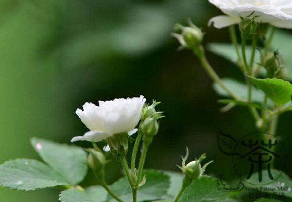 Rosa Multiflora, Seven-sisters Rose Seed 2000 PCS, White Multiflora Rose Baicimei - Image 7