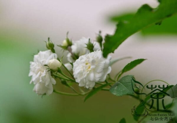 Rosa Multiflora, Seven-sisters Rose Seed 2000 PCS, White Multiflora Rose Baicimei - Image 8