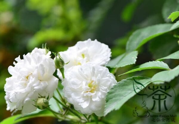 Rosa Multiflora, Seven-sisters Rose Seed 2000 PCS, White Multiflora Rose Baicimei - Image 9