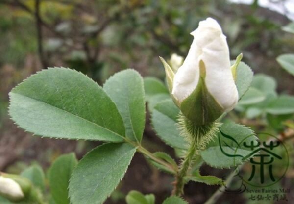 Rosa Laevigata, Cherokee Rose Seed 300 PCS, Jinyingzi - Image 3