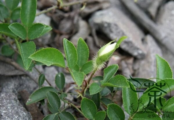 Rosa Laevigata, Cherokee Rose Seed 300 PCS, Jinyingzi - Image 2