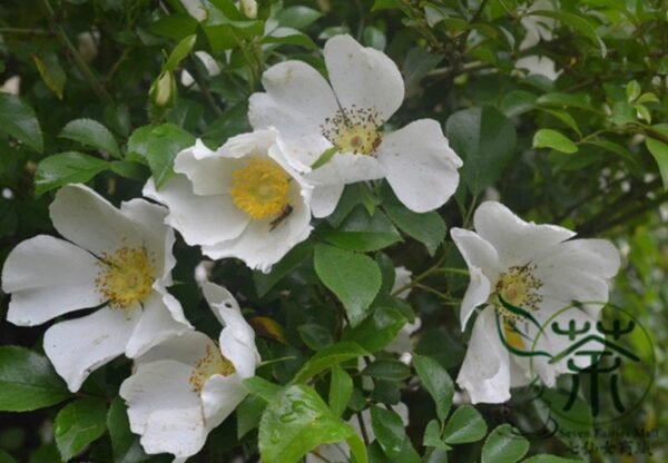 Rosa Laevigata, Cherokee Rose Seed 300 PCS, Jinyingzi - Image 4