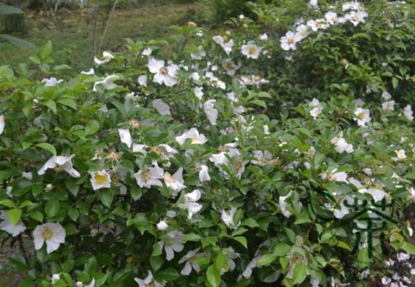 Rosa Laevigata, Cherokee Rose Seed 300 PCS, Jinyingzi