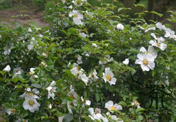 Rosa Laevigata, Cherokee Rose Seed 300 PCS, Jinyingzi - Image 6