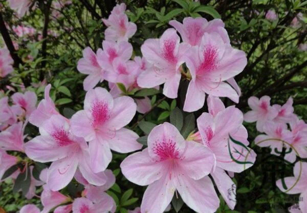 Rhododendron Simsii, Sims Azalea Seed 1000 PCS, Indian Azalea Dujuanhua - Image 2