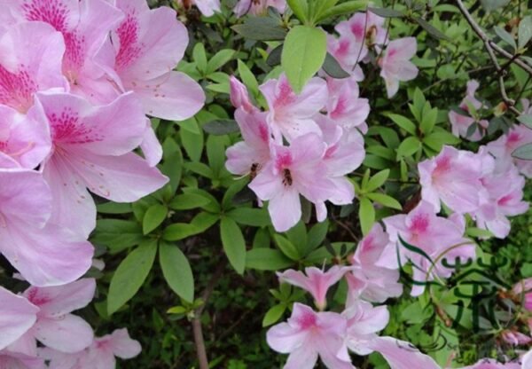 Rhododendron Simsii, Sims Azalea Seed 1000 PCS, Indian Azalea Dujuan