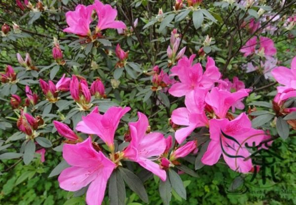 Rhododendron Simsii, Sims Azalea Seed 1000 PCS, Indian Azalea Dujuanhua - Image 4