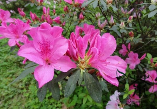 Rhododendron Simsii, Sims Azalea Seed 1000 PCS, Indian Azalea Dujuanhua - Image 5