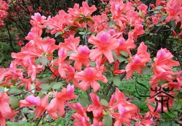 Rhododendron Simsii, Sims Azalea Seed 1000 PCS, Indian Azalea Dujuanhua - Image 6