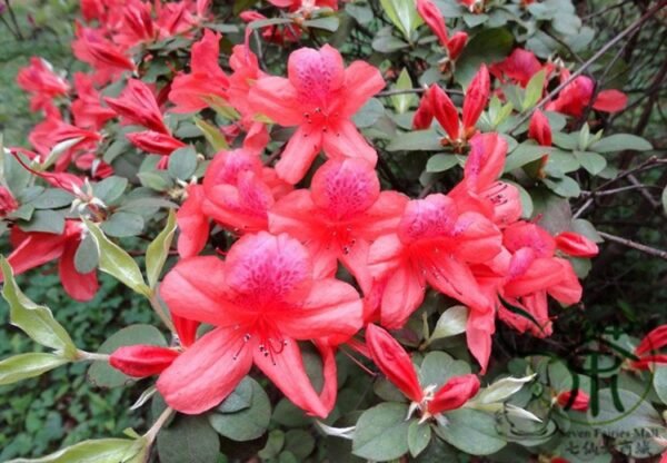 Rhododendron Simsii, Sims Azalea Seed 1000 PCS, Indian Azalea Dujuanhua - Image 7