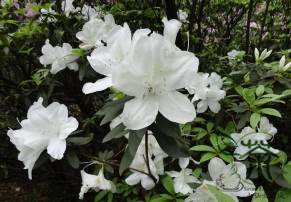 Rhododendron Simsii, Sims Azalea Seed 1000 PCS, Indian Azalea Dujuanhua - Image 9