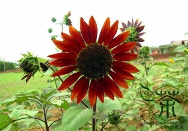 Red Sunflower, Helianthus Annuus Seed 300 PCS, Hongxiangrikui - Image 2