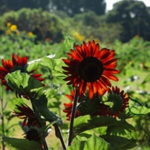 Red Sunflower, Helianthus Annuus Seed 300 PCS, Hongxiangrikui