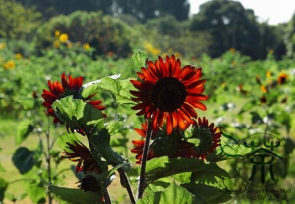 Red Sunflower, Helianthus Annuus Seed 300 PCS, Hongxiangrikui