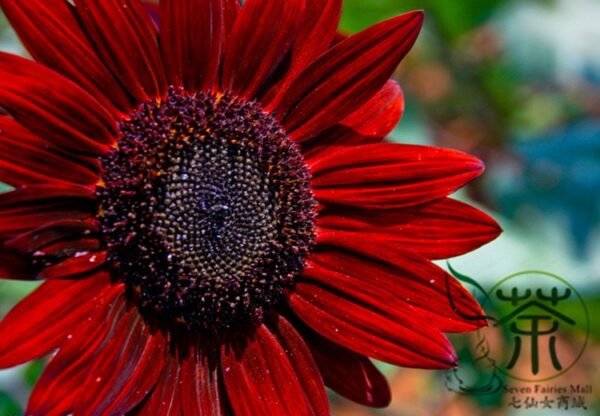 Red Sunflower, Helianthus Annuus Seed 300 PCS, Hongxiangrikui - Image 7