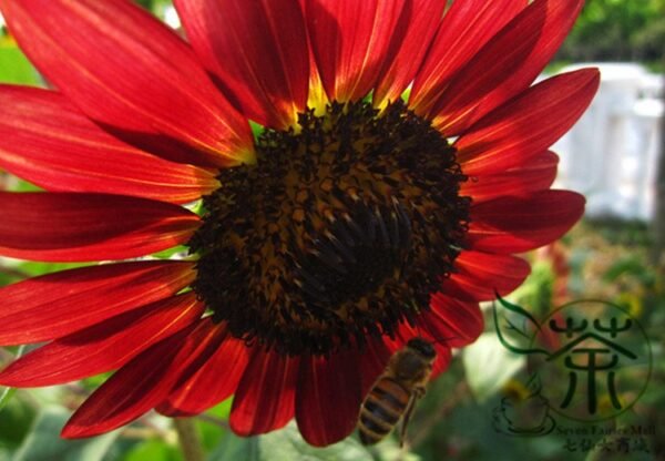 Red Sunflower, Helianthus Annuus Seed 300 PCS, Hongxiangrikui - Image 8