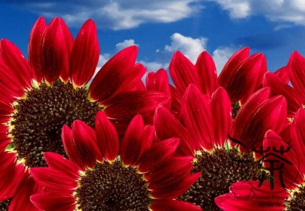 Red Sunflower, Helianthus Annuus Seed 300 PCS, Hongxiangrikui - Image 9